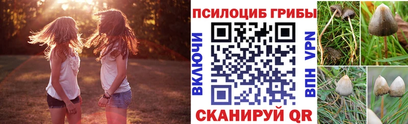 что такое   Дегтярск  Галлюциногенные грибы Psilocybe 